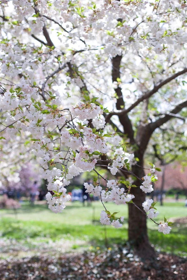 brooklyn botanic garden cherry blossoms_