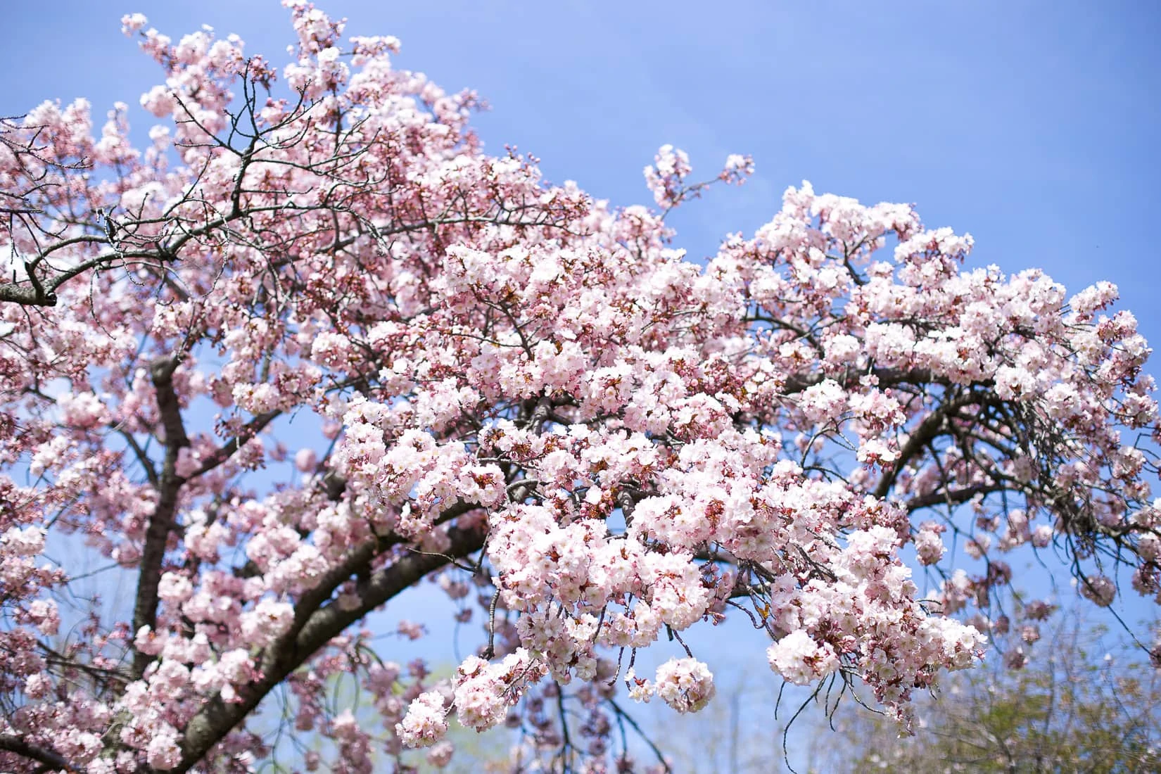 cherry blossom festival