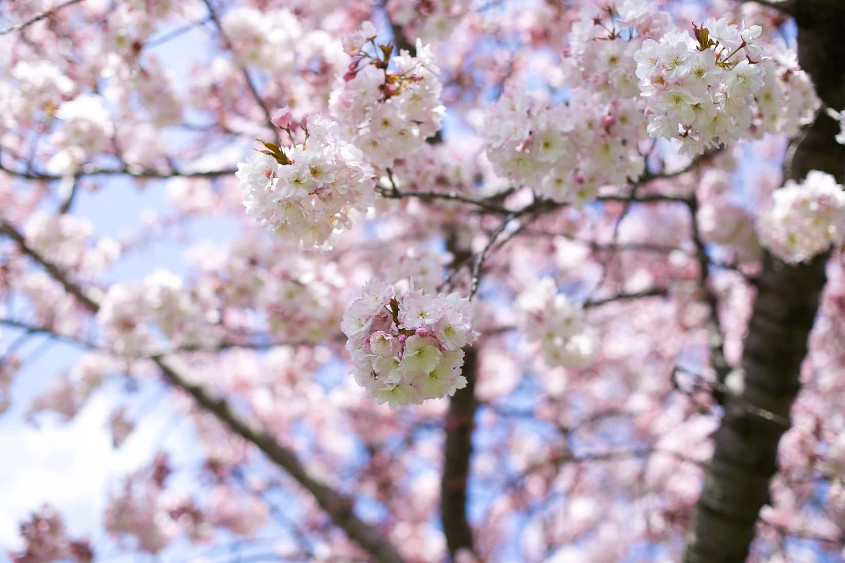 cherry blossoms