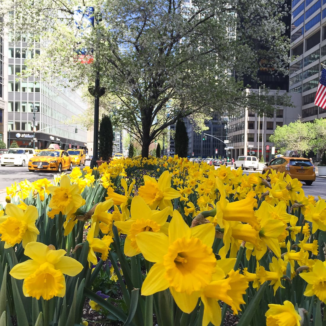 flowers on park avenue, spring flowers, daffodils 