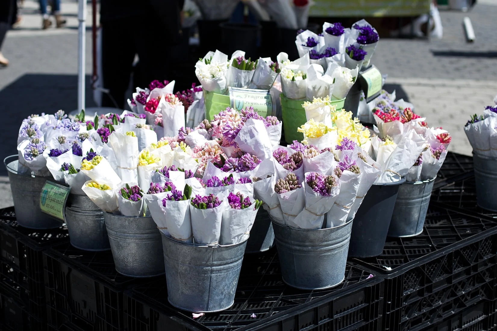 lilacs