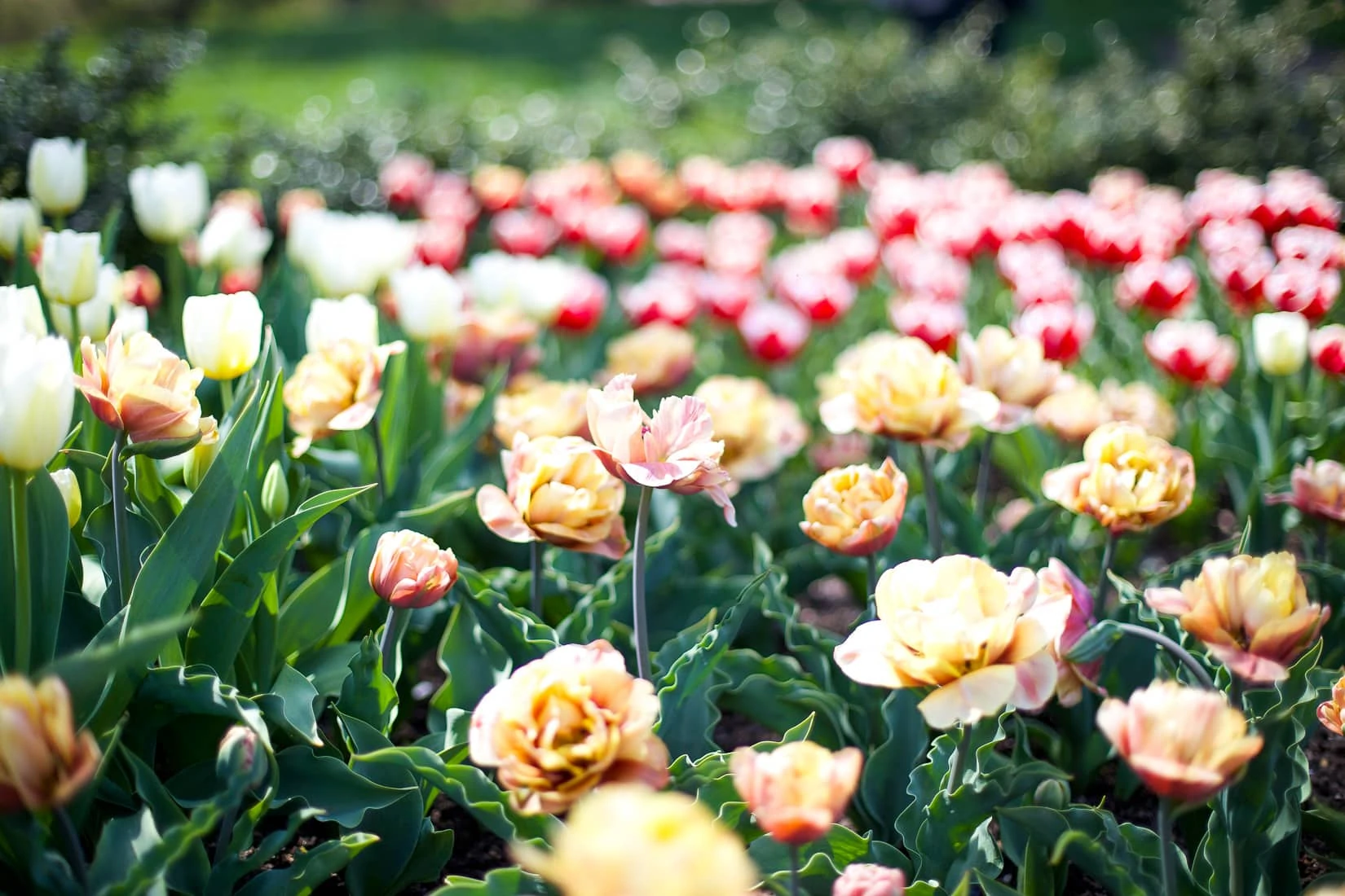spring flowers