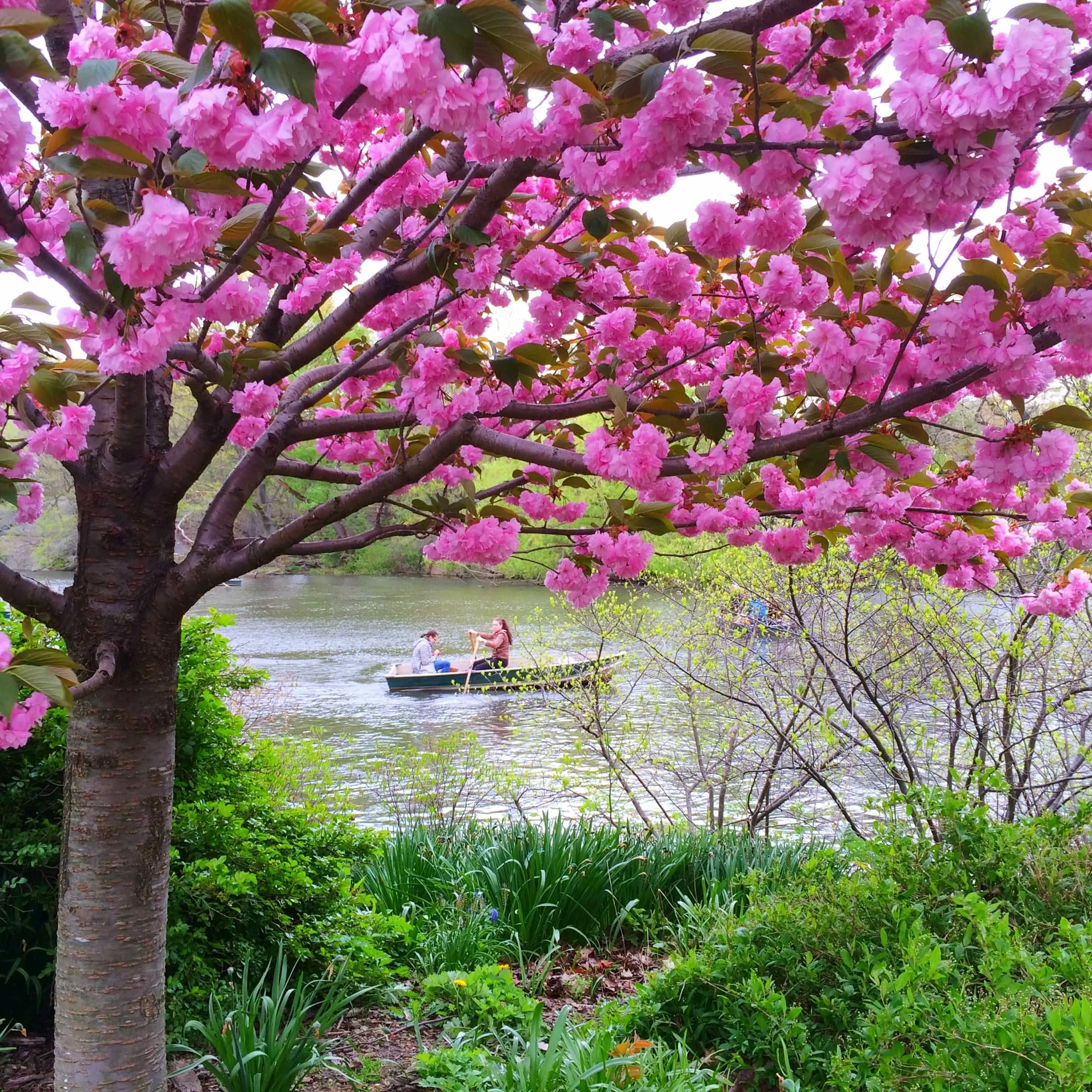 spring in central park