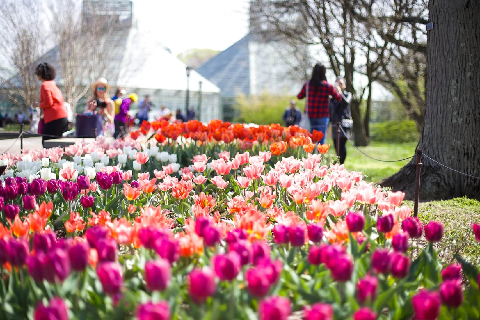 tulips, fresh flowers