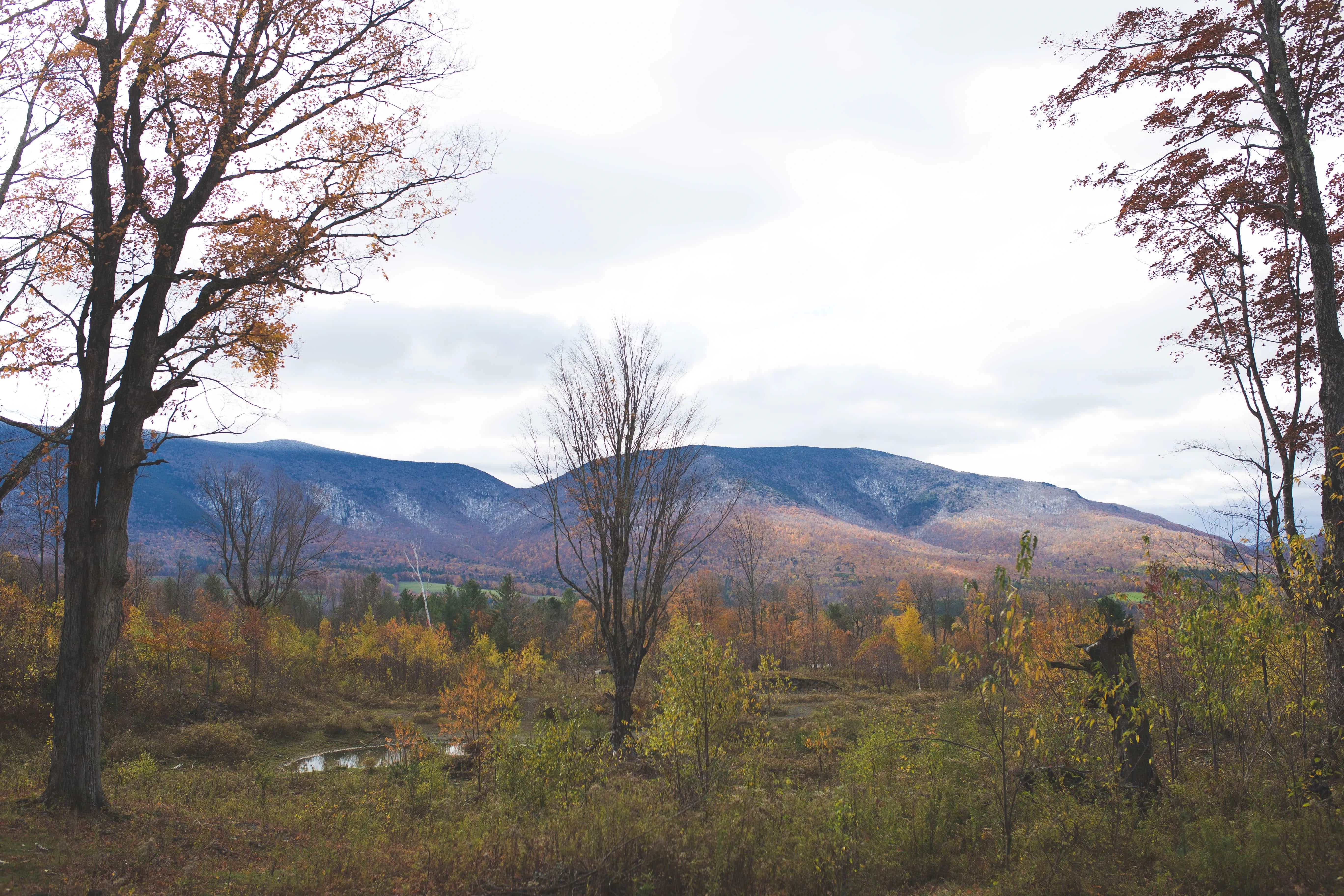 Fall Foliage