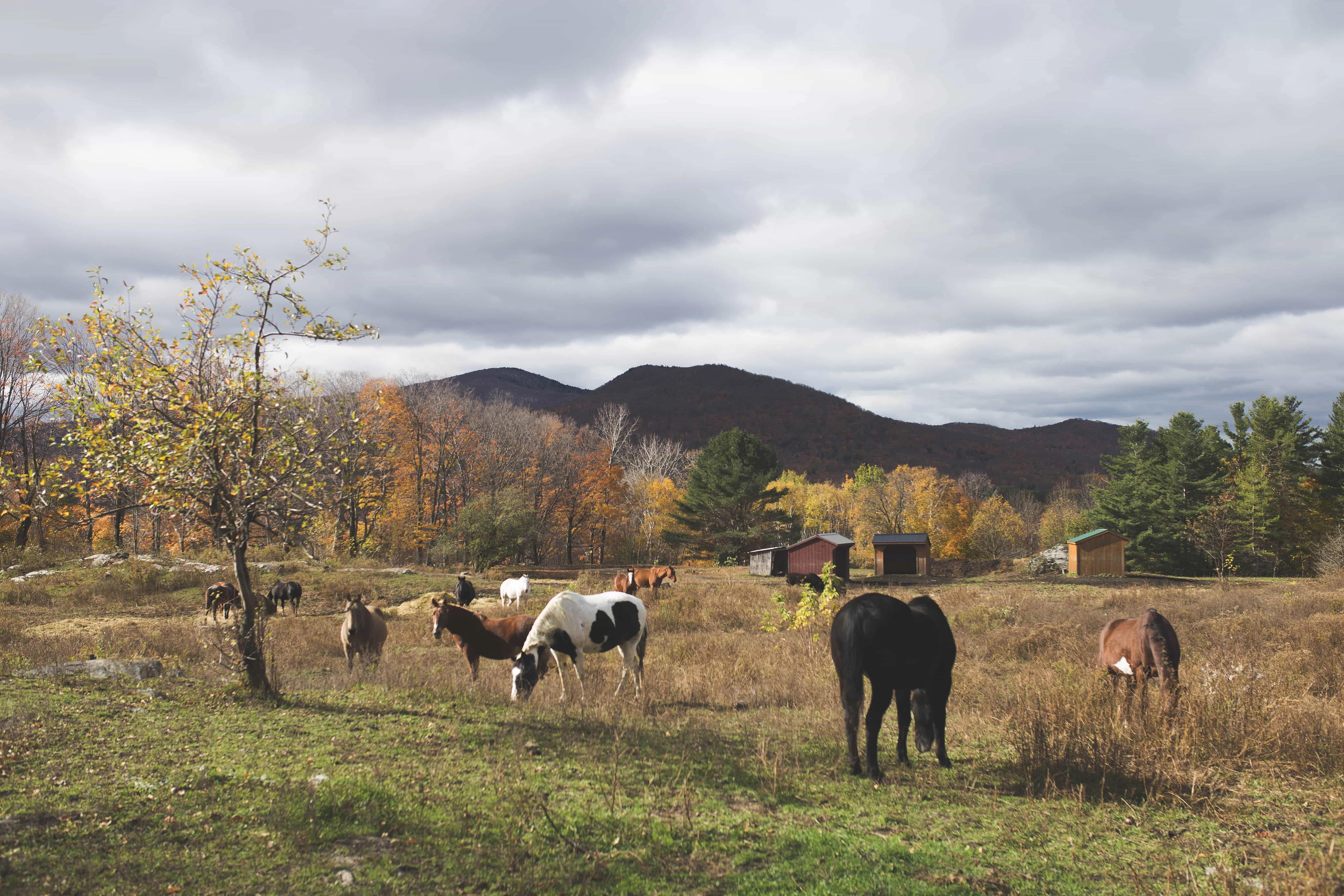 Horseback Riding in Vermont