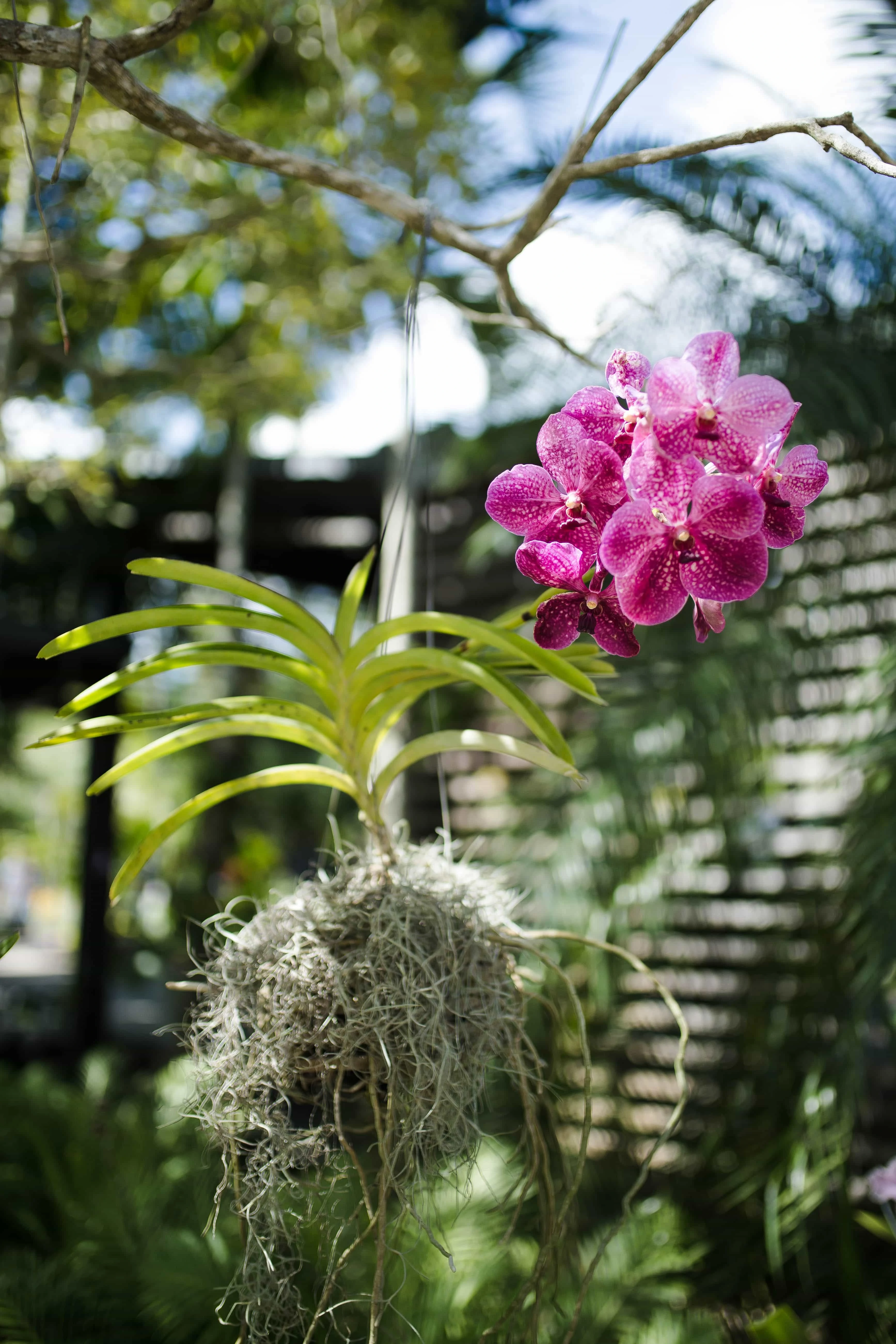 botanical gardens