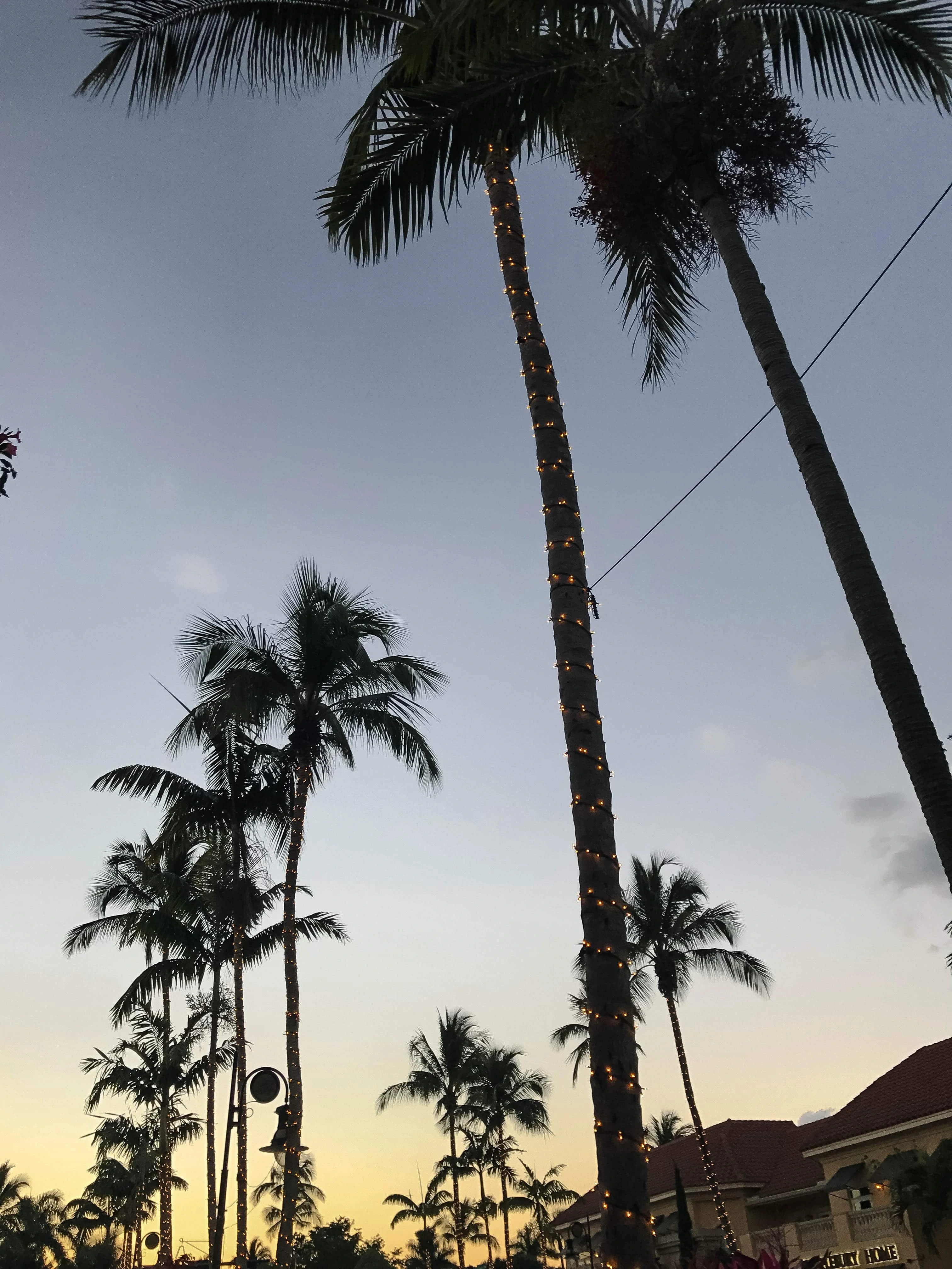 florida palm trees