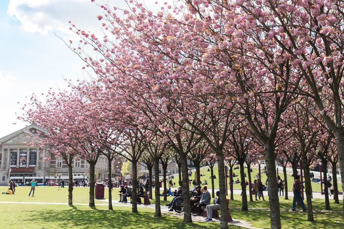 Amsterdam Cherry Blossoms