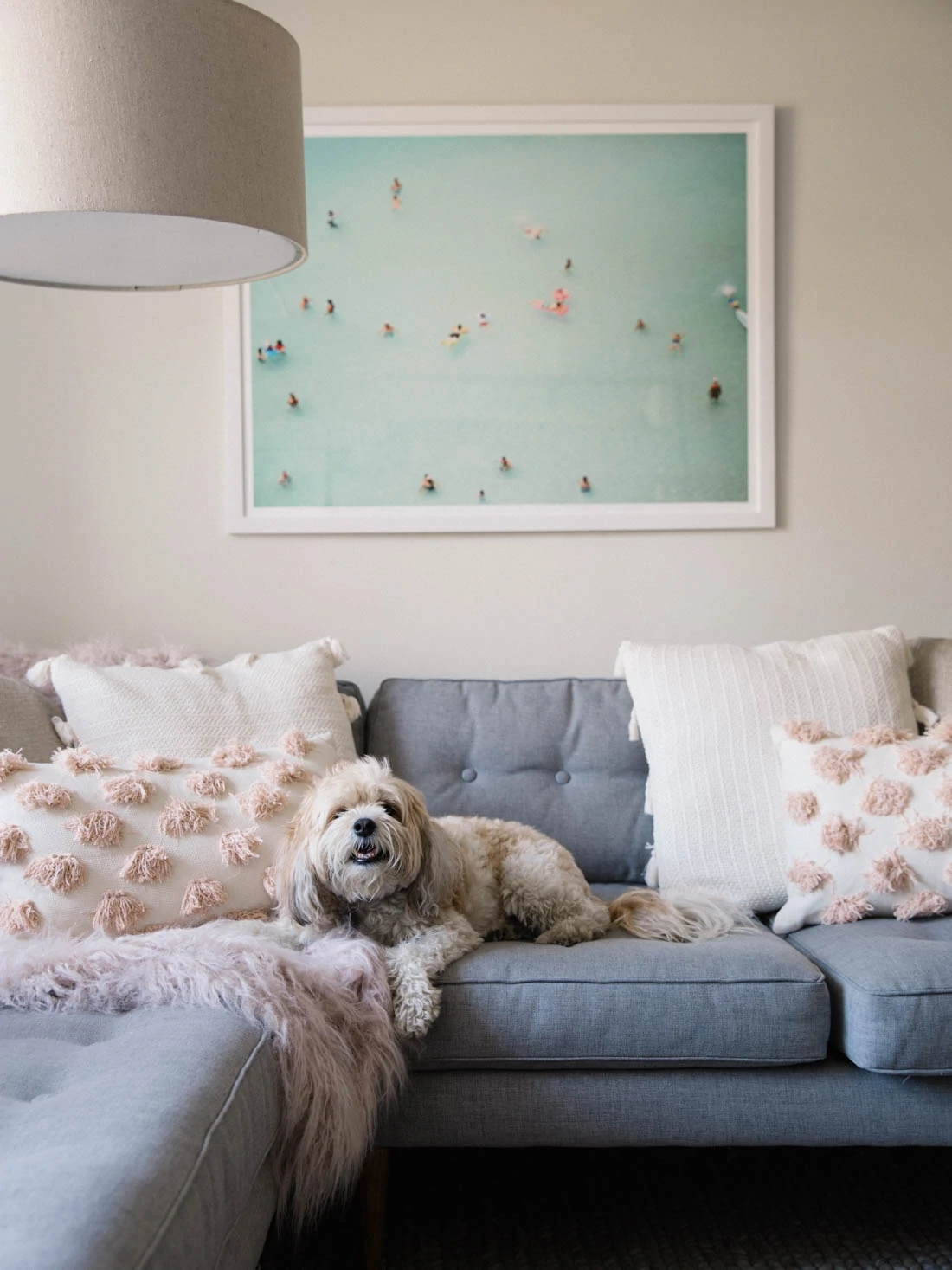 Cavachon