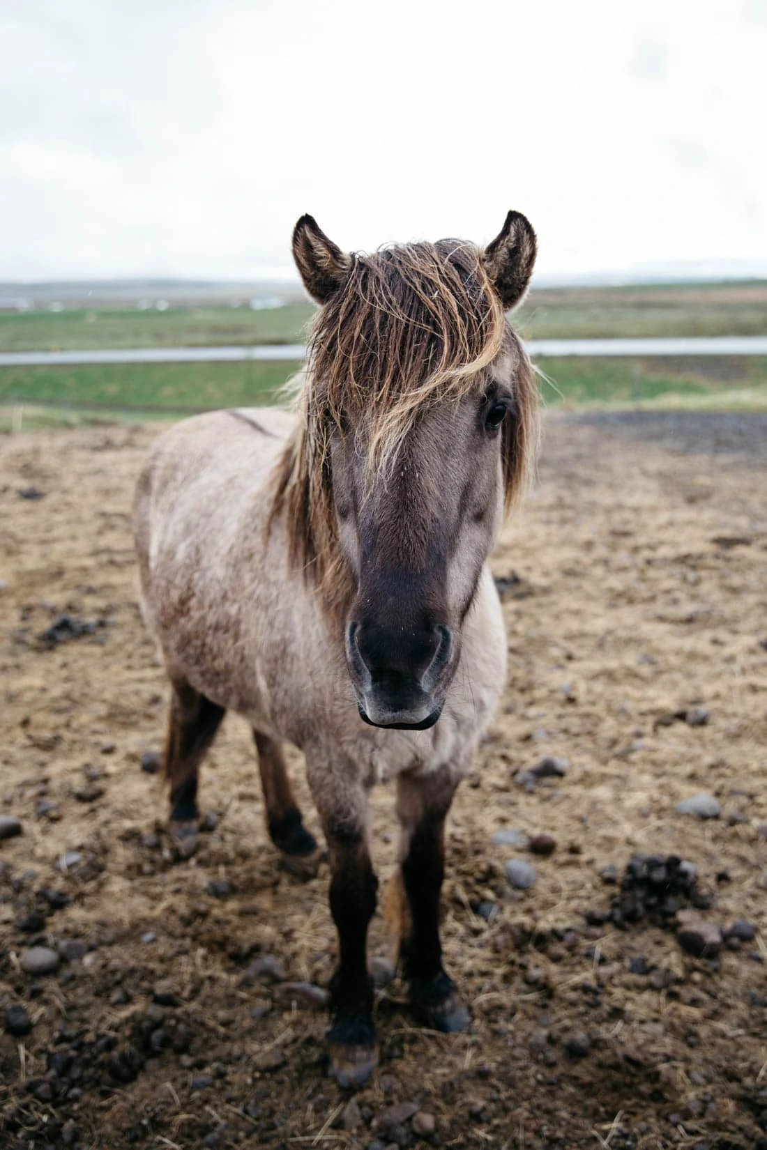 Icelandic Horses