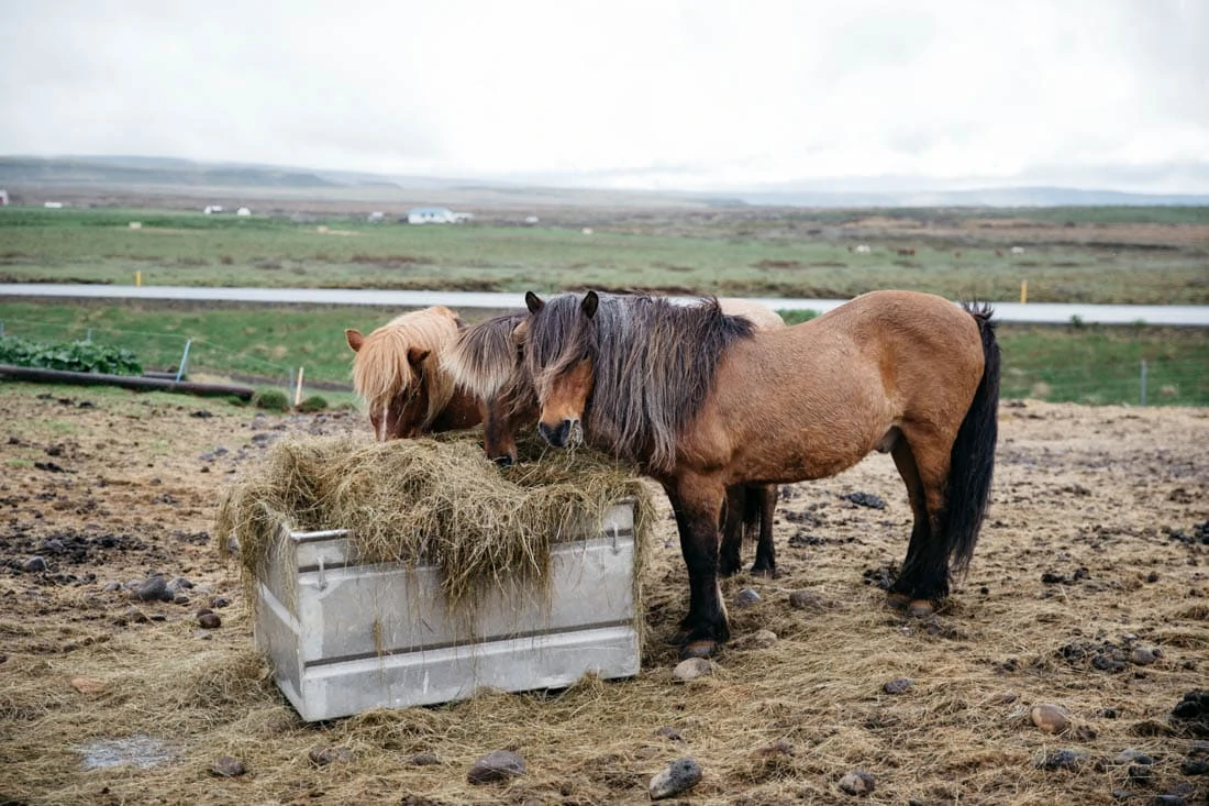 Icelandic Horses