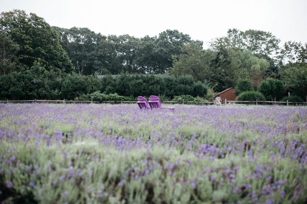 Greenport Lavender Farm